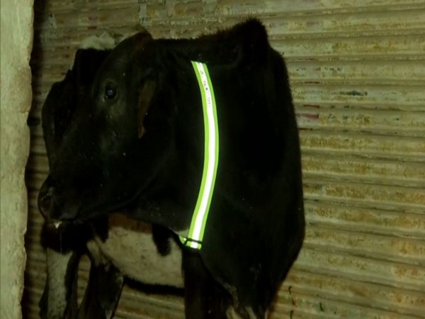 Panchkula organisation uses radium tapes to secure stray animals from night traffic