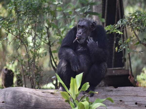 The news of the demise of a chimpanzee, born on July 15, 1986, left the zoo staff in shock.