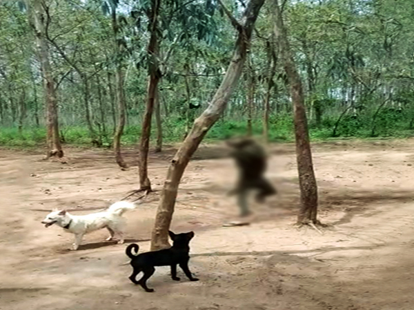 Monkey beaten, hung on tree by villager after it enters house in search of food. (Photo/ANI)