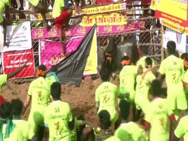 TN: 700 bulls participate in Jallikattu in Madurai's Palamedu. Photo/ANI