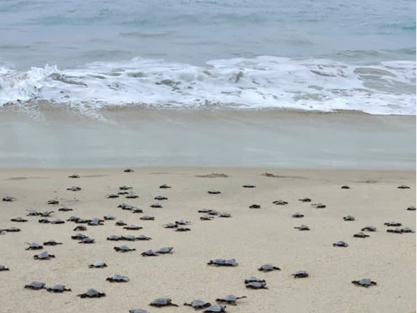 Turtle chicks released into the sea. (Photo/ANI)
