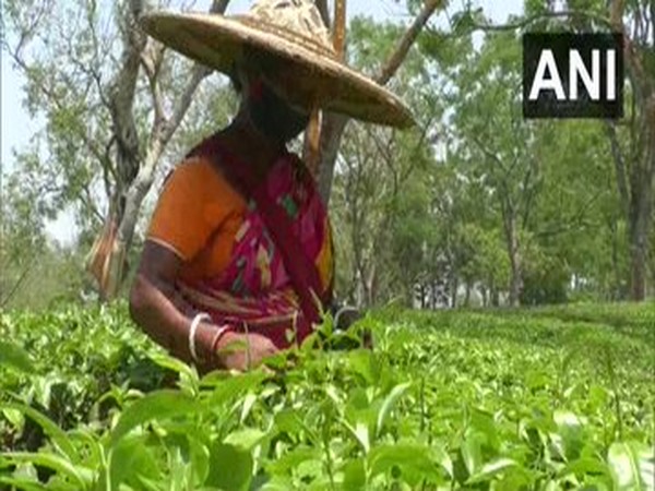 A woman plucking tea leaves at Durga Bari Tea Estate (photo/ANI)