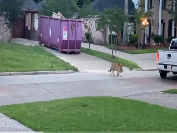 A video shared by a resident on social media showed an armed officer facing off with the big cat. (Photo credit: robwormald twitter)