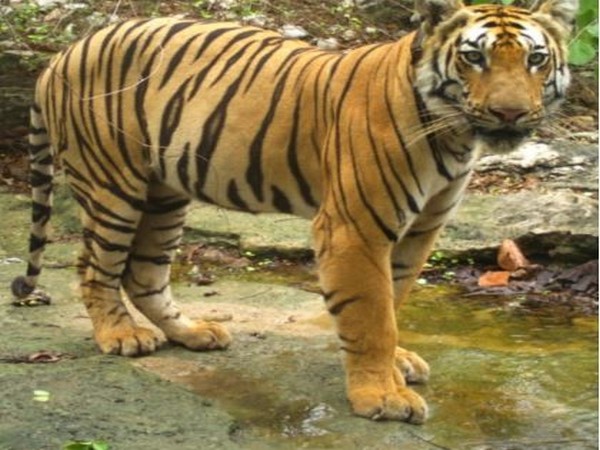 Tipeshwar tiger TWLS-T1-C1. (Photo/ANI)