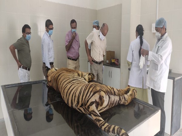 Tiger captured by forest officials dies Gorewada Rescue Centre in Nagpur on Monday. 