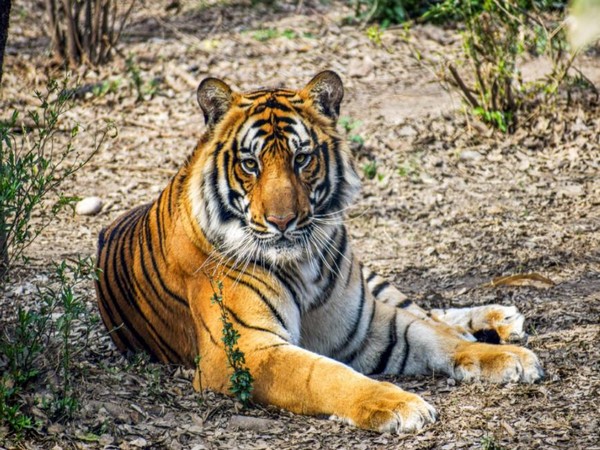 A tiger relaxes inside an artificial vegetation created inside Nepal's Central Zoo in capital Kathmandu. Photo/ANI