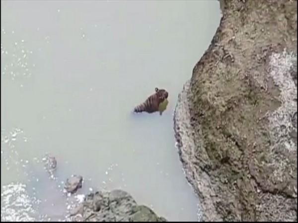 Tiger trapped in river Sirna. Photo/ANI