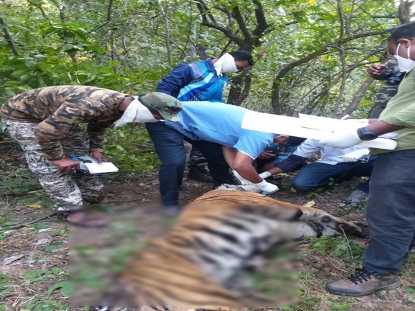 A pregnant female tiger found dead in Umred-Pauni-Karhandla Wildlife Sanctuary (Photo ANI)