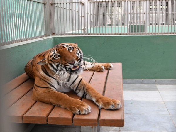 Visual of tiger in Mumbai Zoo