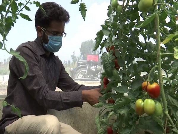 One of the new varieties of tomatoes being tested in Kashmir.