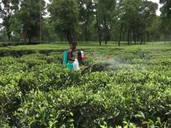 Tea garden in Siliguri. Photo/ANI