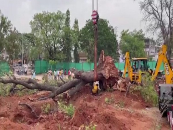 Mahbubnagar administration translocates four 100-year-old trees (Photo/ANI)