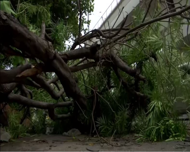 Trees fallen due to heavy storm in Delhi  [Photo/ANI]