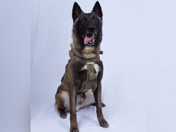 The US military dog that was injured during a raid on ISIS chief Abu Bakr al-Baghdadi (Photo Credits: Donald Trump Twitter)