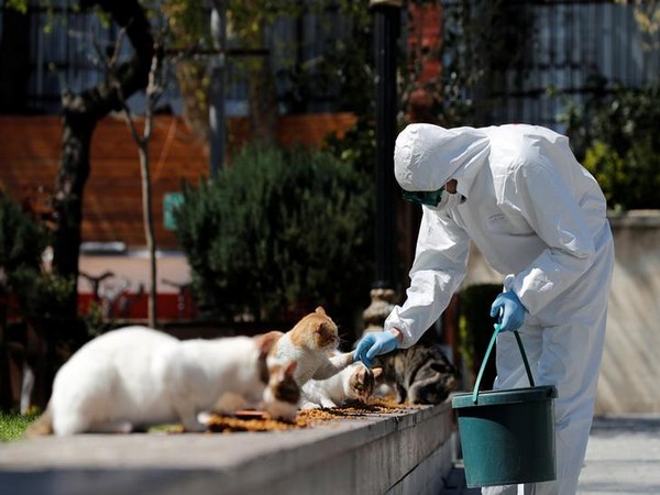 A municipality worker in a protective suit feeds street cats at Sultanahmet Square in Istanbul