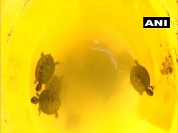Turtles recovered during raid in Gorakhpur. Photo/ANI