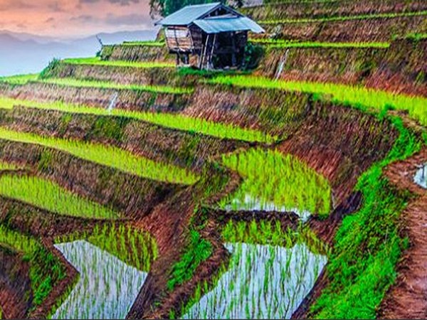 UPL makes agrochemicals and offers crop protection solutions