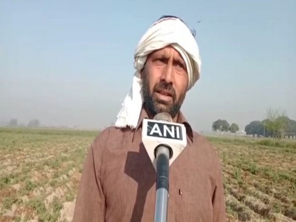 Potato farmer of Moradabad (Photo/ANI)