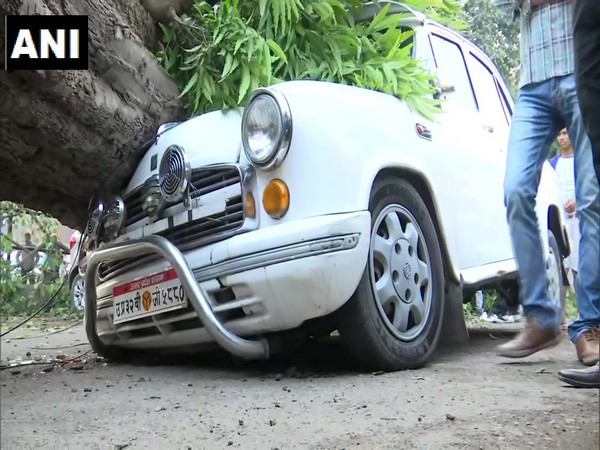 Several cars damaged after strong winds uprooted trees in Lucknow on Friday. Photo/ANI 