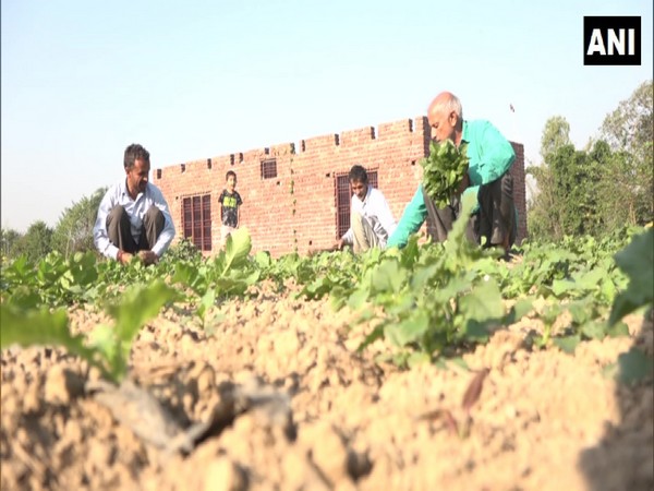 Farmers in Udhampur yield better harvests utilising 'Jeevika' scheme. (Photo/ANI)
