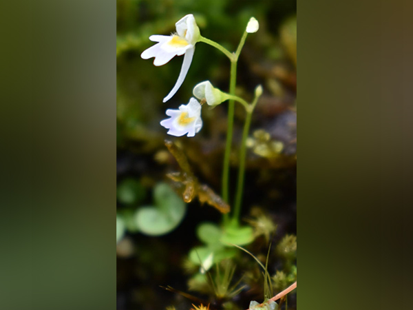 Rare carnivorous plant species Utricularia Furcellata (Photo/ANI)