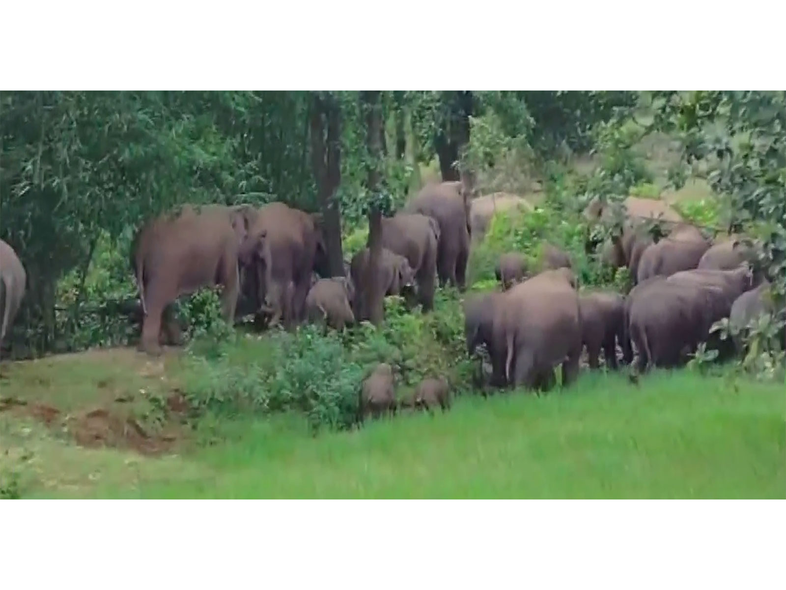 Visuals of the herd of elephants in the village (Photo/ANI)
