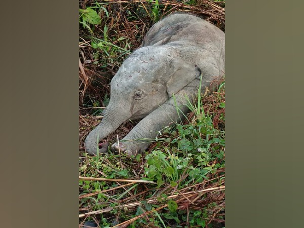 Elephant calf dies after being hit by a train in Assam (Photo/ANI) 