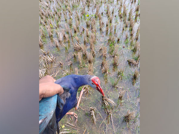 Carcasses of migratory birds found at Tripura's Udaipur lake (Photo:ANI)
