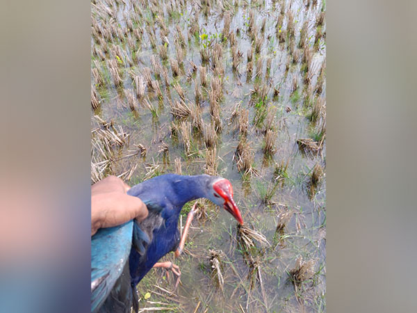 Carcasses of migratory birds found at Tripura's Udaipur lake (Photo:ANI)