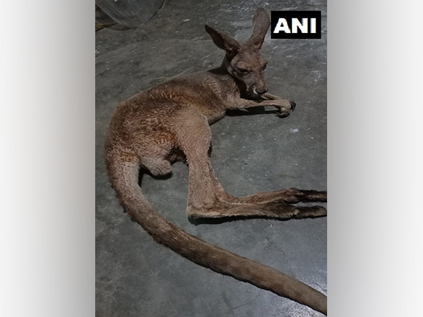 Kangaroo rescued by West Bengal Forest Officials 