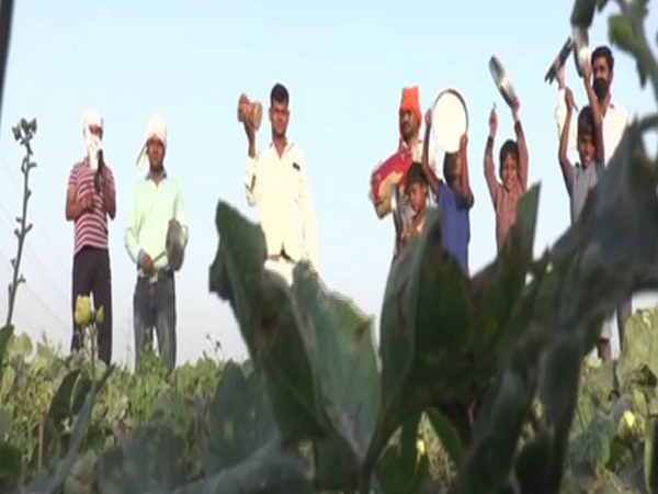 Locals in rural areas of Kanpur beat utensils and drums to prevent locust attack