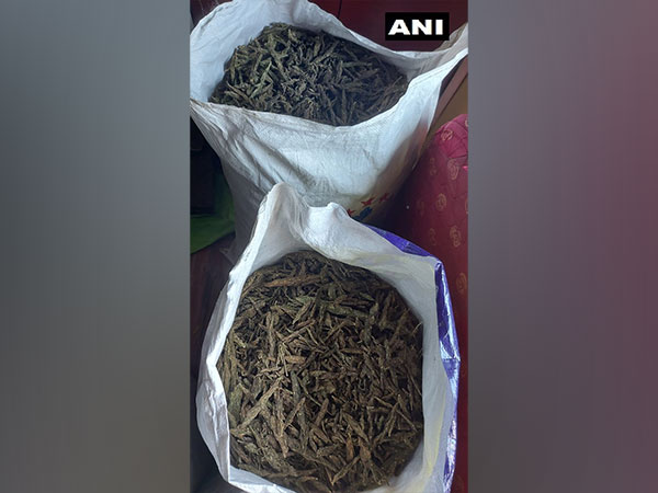The seized ganja with the NCB. (ANI/photo)