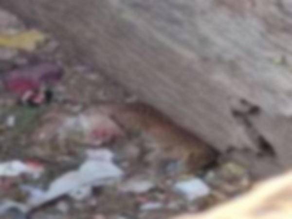 Representative image