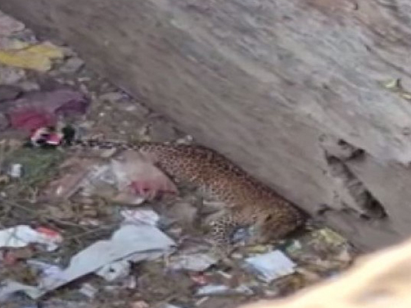 A leopard and a puppy were rescued by the forest depart from a well in Varche Tembhe village on Friday. Photo/ANI