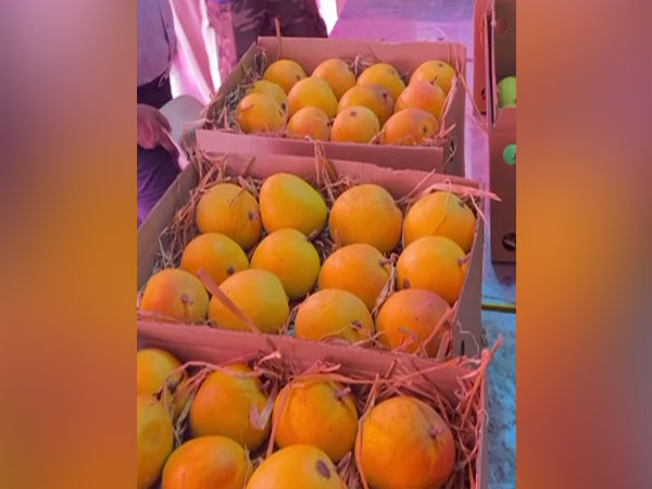 Hapus (Alphonso Mango) at the Mango Jatra in MP's Indore (Photo/ANI)