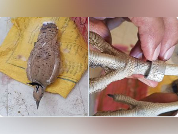 Bird caught by BSF in Jaisalmer (Photo/ANI)