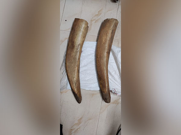 Seized elephant tusk (Photo/ANI)