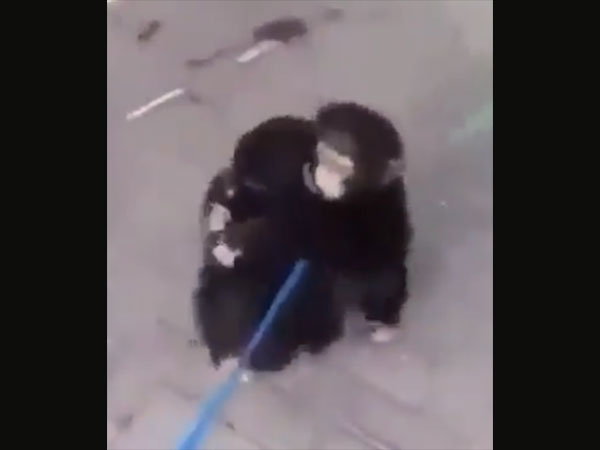 Chimpanzee brothers from viral video (Image courtesy: Twitter)