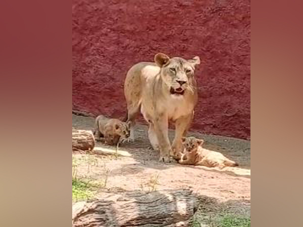 The two cubs, with their mother, at the Nehru Zoological Park in Hyderabad on Sunday. Photo/ANI