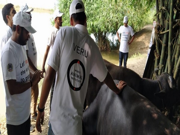 World Animal Protection and VERU Bihar volunteers attending to animals affected by the floods in Patna