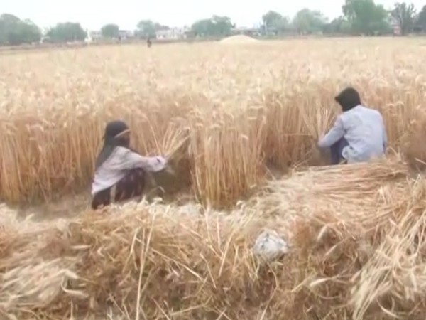 Harvesting of wheat taking place in Varanasi (photo/ANI)