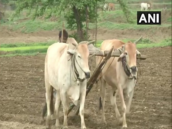 Visuals from paddy fields in Nagpur, Maharashtra
