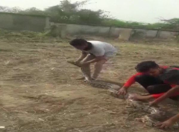 Visuals of python being rescued (Photo/ANI)