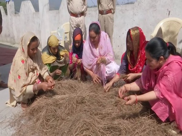 Visuals of women segregating Chir pine needles(Photo/ANI)
