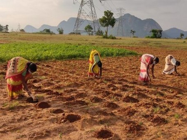 Women farmers transplanting tomato at Baghmundi in Purulia district, a Pradan site in West Bengal.