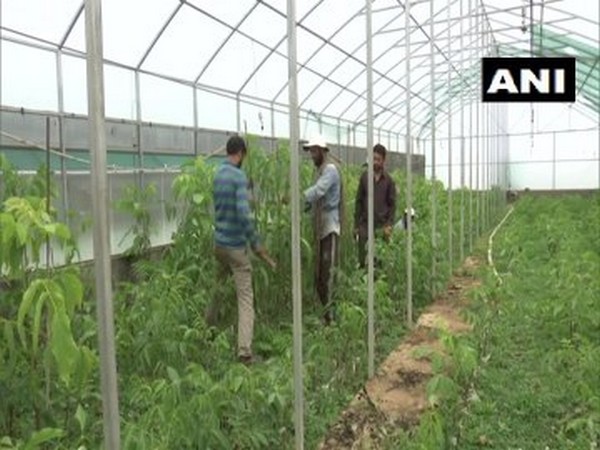 New varieties of walnut trees introduced by the Central Institute of Temperate Horticulture in Budgam. (Photo/ANI)
