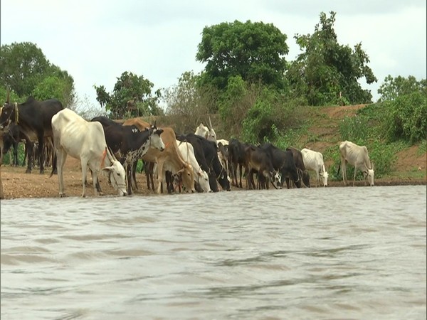 Visuals from the rejuvenated tank in Vitagondana Koppa village. Photo/ANI