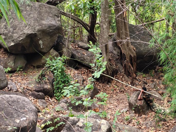 BSF recovers IED in Odisha's Malkangiri (Photo:ANI)