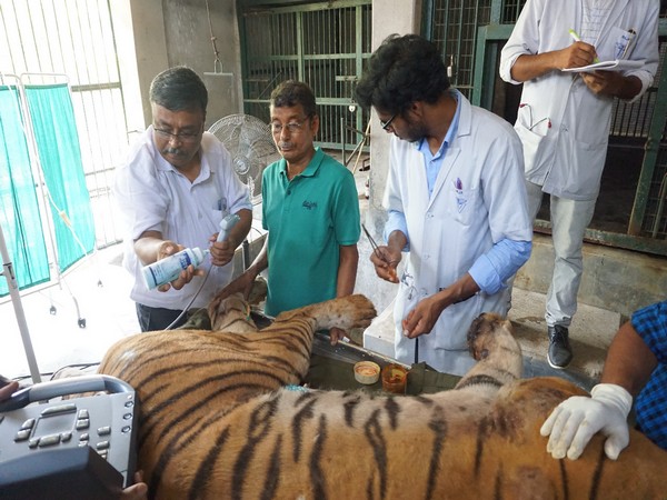Doctors treating the royal Bengal tiger in Guwahati on Friday. Photo/ANI