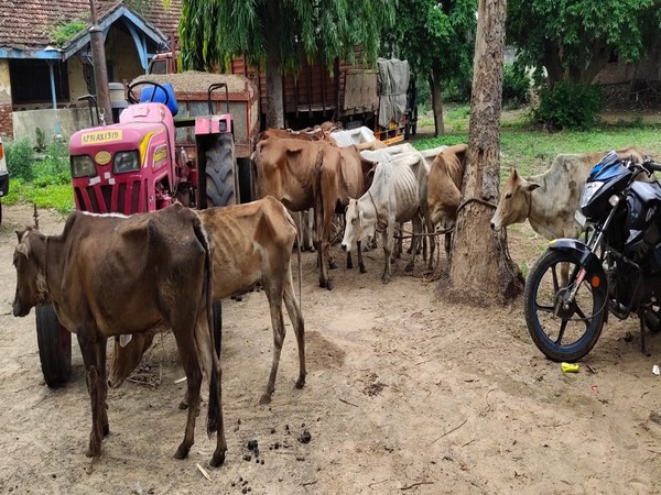 Police nabbed two cow smugglers in the Vizianagaram district of Andhra Pradesh in the wee hours of Tuesday. Photo/ANI